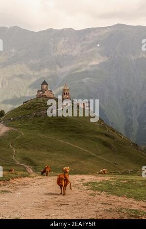 Vaches en pâturage dans les montagnes-l'église de la Trinité de Gergeti perchée sur la montagne au-dessus Ils et le Mont Kazbek-un stratovolcan dormant-l'une des plus grandes montagnes de Banque D'Images