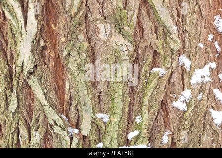 Arrière-plan de texture d'écorce de saule avec peu de mousse verte dessus. Banque D'Images