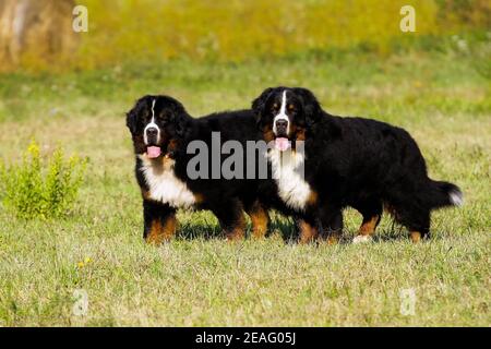 Deux chiens de montagne bernois bouvier sur un pré Banque D'Images