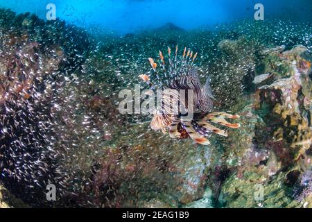 Poisson-lion commun sur un récif de corail à Black Rock dans l'archipel de Mergui, Myanmar (Birmanie) Banque D'Images