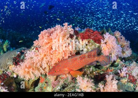 Grouper de corail coloré sur un récif de corail dans l'archipel de Mergui (Myanmar). Banque D'Images