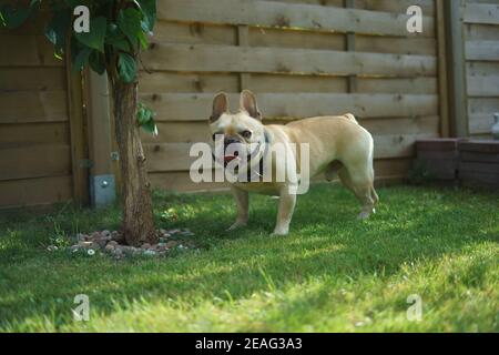 Bulldog français dans une garde verte Banque D'Images