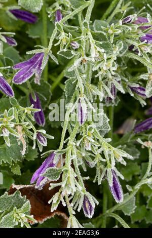 Floraison Campanula survie sévère gel d'hiver, portrait naturel de plante Banque D'Images