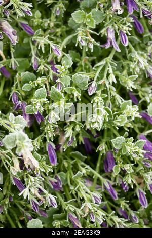 Floraison Campanula survie sévère gel d'hiver, portrait naturel de plante Banque D'Images