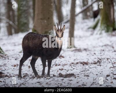 Une chamoise alpine en hiver dans la forêt Banque D'Images