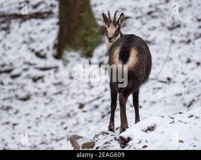 Une chamoise alpine en hiver dans la forêt Banque D'Images