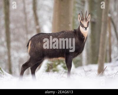 Une chamoise alpine en hiver dans la forêt Banque D'Images