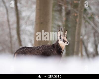 Une chamoise alpine en hiver dans la forêt Banque D'Images