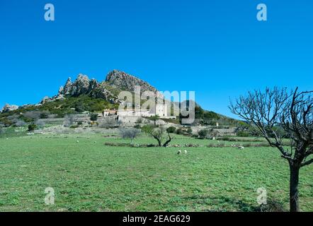 Moutons paître dans le champ, Pollenca, Majorque, Baleares, Espagne Banque D'Images