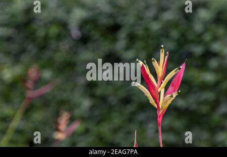 Les fleurs d'Heliconia jaune (langoustes) ou bec de perroquet est un genre de plantes tropicales et de feuilles vertes floues. Espace de copie, mise au point sélective Banque D'Images