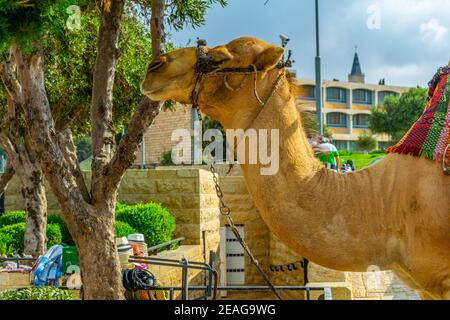 Chameau sur le mont des olives à Jérusalem, Israël Banque D'Images