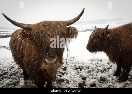 Vaches des Highlands dans des conditions hivernales Banque D'Images