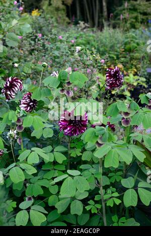 dahlia tartan,amicia zygomeris,dahlias,dinnerplate dahlia,violet blanc dahlia fleurs,bordure mixte,plan de plantation mixte,RM Floral Banque D'Images