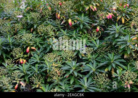 Euphorbia stygiana,Azores, arbuste à feuilles persistantes,sphervert,sphervert,sphervert,Euphorbias,feuilles vert pâle,feuillage,floraison,jardin,RM Floral Banque D'Images