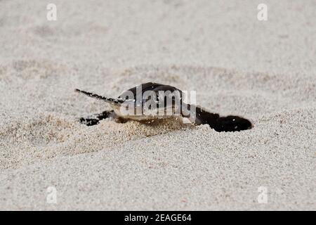 Tortue de mer verte Hatchling Banque D'Images