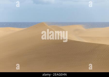 Vent changeant la forme des dunes dorées du désert de Maspalomas sur l'île de Gran Canaria en Espagne, qui a été complètement rénové pendant l'écluse de Covid Banque D'Images