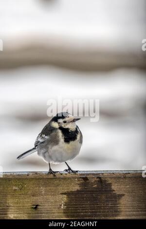 Queue de cheval mâle, Motacilla alba, en hiver. Banque D'Images