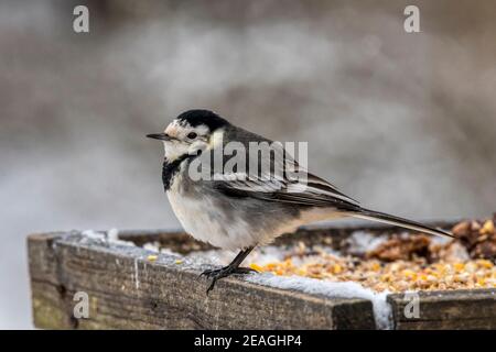 Une queue de cheval à pied mâle, Motacilla alba, sur une table d'oiseau de jardin en hiver. Banque D'Images