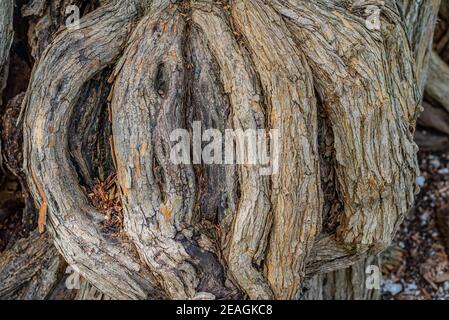 Gros plan de plusieurs racines denses et rugueuses d'un arbre Osage Orange poussant sur un remblai Banque D'Images