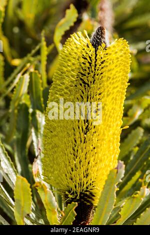 Gros plan de Banksia attenuata fleur, Tozers Bush Camp, Australie occidentale Banque D'Images