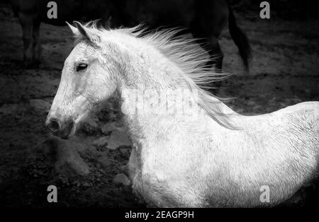 Cheval de Lusitano, courant libre sur le paddock, galopant avec la manie dans le vent. Banque D'Images