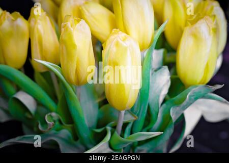 Bouquet de tulipes jaunes sur fond sombre Banque D'Images