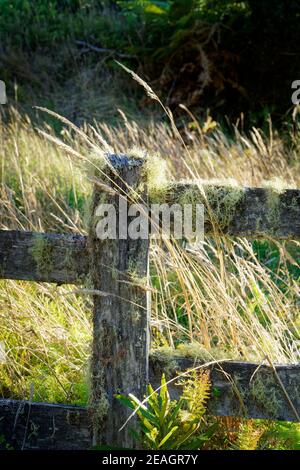 barrière de poste et de rail délabrée recouverte de mousse et de lichens avec de l'herbe qui pousse à travers elle dans un champ surcultivé. Banque D'Images