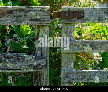 barrière et barrière de poste et de rail délabrés recouvertes de mousse et de lichens avec une charnière en fer rouillé dans un champ surcultivé. Banque D'Images