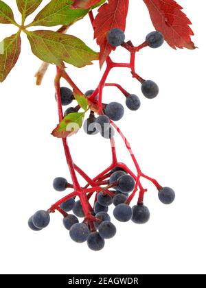 Brindilles de Virginie avec baies isolées sur blanc, Parthenocissus quinquefolia Banque D'Images