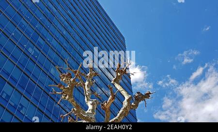 Arbre naturel rustique devant un gratte-ciel vitreux avec ciel bleu ciel nuageux dans le miroir de Tokyo, Japon Banque D'Images