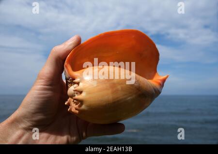 Indonésie Bali Nord Bali - main tenant une coquille de mer Banque D'Images