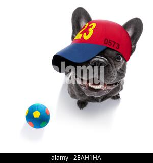 cool look décontracté french bulldog chien portant une casquette de baseball ou chapeau, jouets autour prêt à jouer Banque D'Images