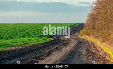 route de terre le long d'un champ vert de blé et arbres en pleine croissance sentier sinueux sur un chemin sinueux de collines un jour ensoleillé de printemps, personne. Banque D'Images