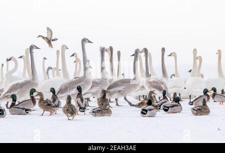 Cygnes trompettes (Cygnus buccinator) et Canards colverts (Anas platyrhynchos), hiver, rivière Sainte-Croix, Wi, États-Unis, par Dominique Braud/Dembinsky photo Assoc Banque D'Images