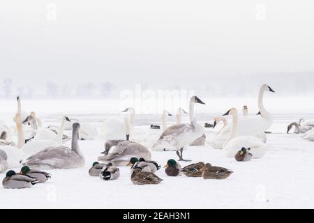 Cygnes trompettes (Cygnus buccinator) et Canards colverts (Anas platyrhynchos), hiver, rivière Sainte-Croix, Wi, États-Unis, par Dominique Braud/Dembinsky photo Assoc Banque D'Images