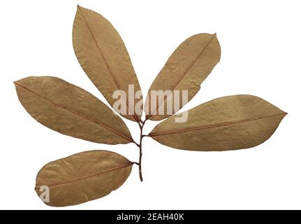 Feuille de soursop sèche isolée sur fond blanc Banque D'Images