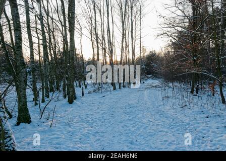 Oiseaux d'hiver. La photo a été prise dans la forêt pendant l'heure d'or - le soleil était déjà très bas à l'horizon. Banque D'Images