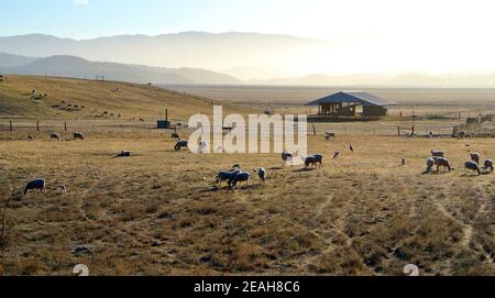 Paysage pittoresque comté de Sonoma vue sur le ranch de bétail en californie états-unis Banque D'Images