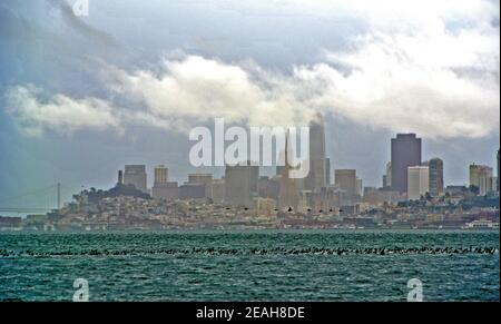 Vue sur le paysage des gratte-ciel de san Francisco, de la baie et des mouettes et d'autres oiseaux migrateurs se nourrissant pendant le sesaon de hareng dans le nord des états-unis de californie Banque D'Images