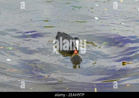 Cuisez et chachez l'Australie dans l'eau avec des parents qui nourrissent de jeunes. Banque D'Images