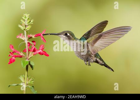 La femelle d'Hummingbird de Rivoli, Eugenes fulgens, se nourrissant à la fleur de Stachys coccinea. Banque D'Images