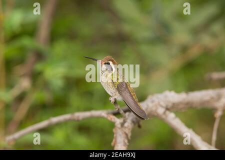 Colibri à oreilles blanches, Hylocharis leucotis, perchée sur une branche. Banque D'Images
