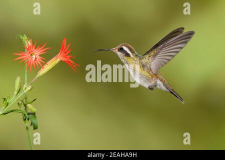 Colibri à oreilles blanches, Hylocharis leucotis, se nourrissant à la fleur de Silene laciniata. Banque D'Images