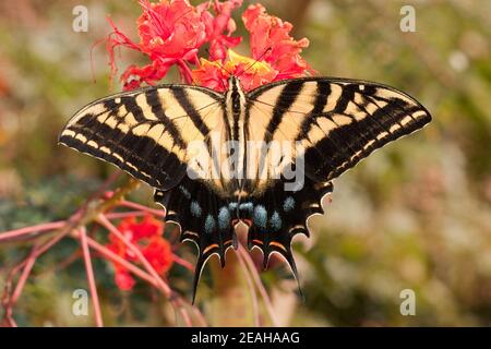 Papillon à deux queues femelle, Papilio multicaudata, Papilionidae. Banque D'Images