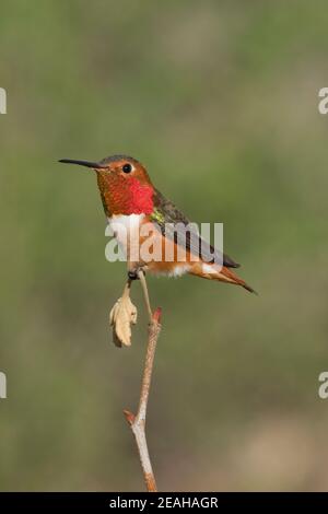 Mâle Hummingbird d'Allen, Sélasphorus sasin, perché. Banque D'Images