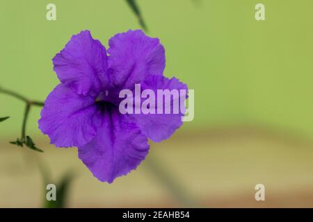 Gros plan d'un pétunia mexicain (Ruellia simplex), la fleur pourpre vibrante se distingue de l'arrière-plan. Banque D'Images