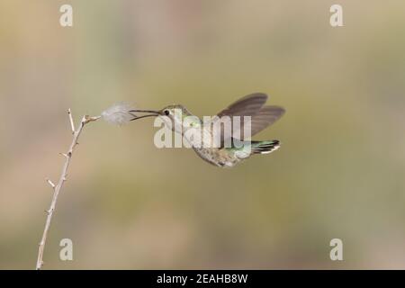 Costa's Hummingbird femelle, Calypte Costae, obtenir la plume pour le nid. Banque D'Images