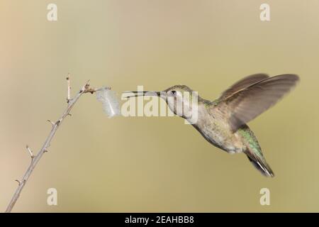 Costa's Hummingbird femelle, Calypte Costae, obtenir la plume pour le nid. Banque D'Images