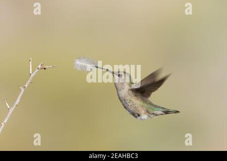 Costa's Hummingbird femelle, Calypte Costae, avec plume pour nid. Banque D'Images