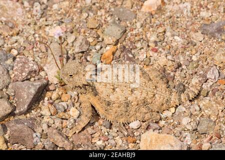 Regal Horned Lizard, Phrynosoma solara, sur le sable. Banque D'Images